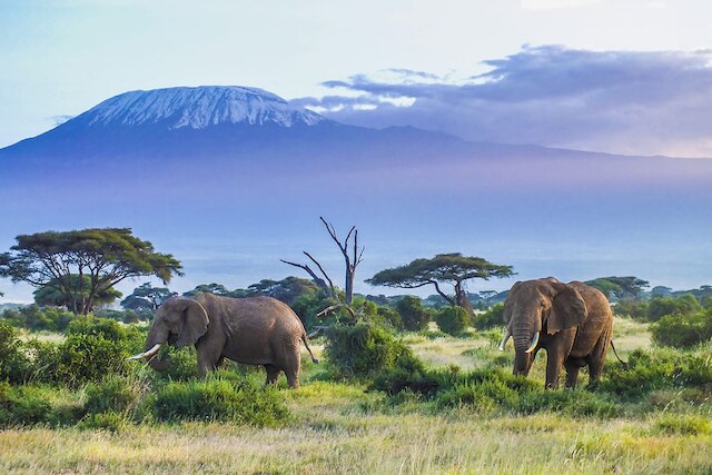 Tanzanie
