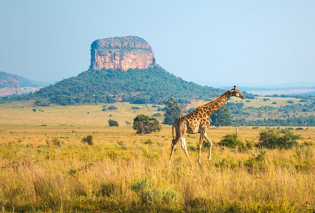Afrique Du Sud